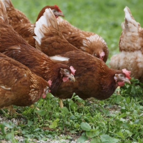 Gallina ponedora Isa Brown