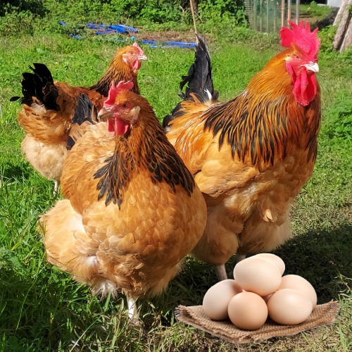 Huevos Sussex Buff Huevos Sussex Buff