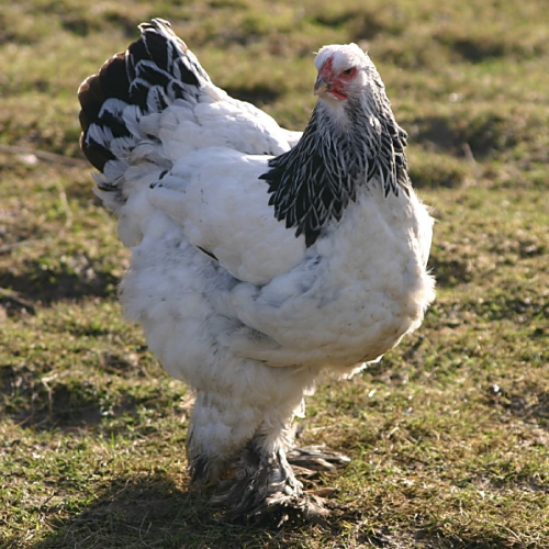GALLINA BRAHMA GALLINA BRAHMA