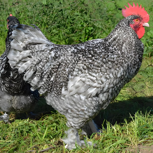 GALLINA MALINA GALLINA MALINA