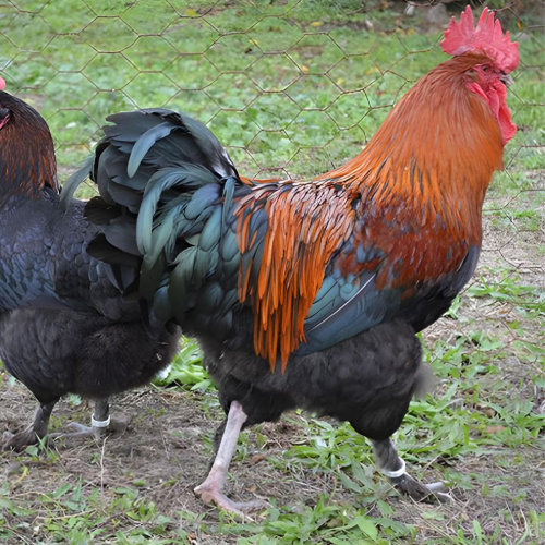 GALLINA MARANS GALLINA MARANS
