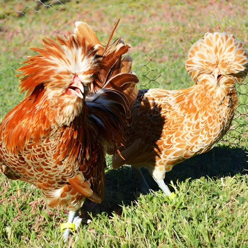GALLINA PADUANA GALLINA PADUANA