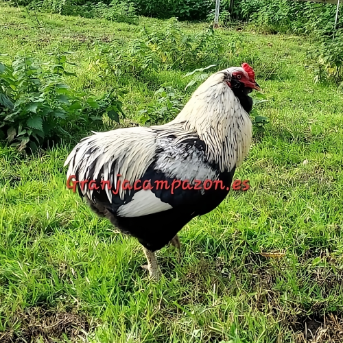 Gallina ARAUCANA PLATA Gallina ARAUCANA PLATA