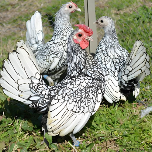 Gallina SEBRIGHT Gallina SEBRIGHT