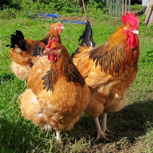 Gallina SUSSEX BUFF (MARRON)