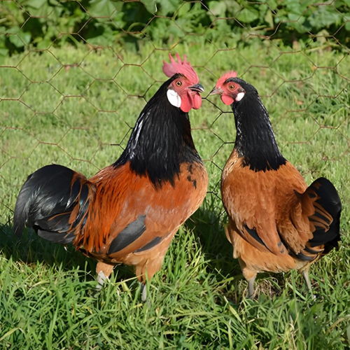 Gallina VORWERK