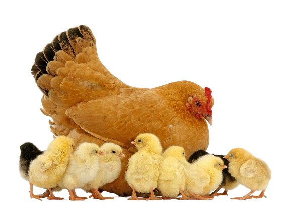 Comprar Artículos de Avicultura