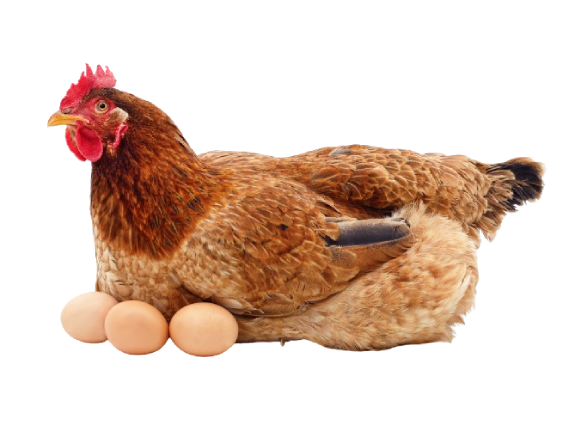 Comprar Huevos Para Incubar