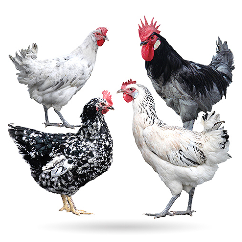 Gallinas de raza