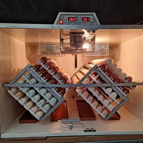Huevos para incubar