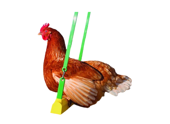 articulos para gallinas