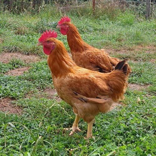Pollo Campero Rojo