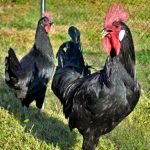 Huevos de gallina Castellana Negra