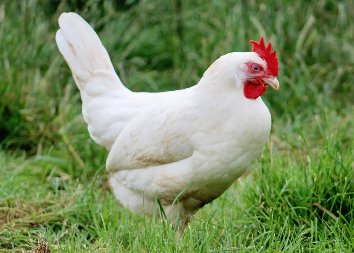 gallinas-leghorn Gallina Ponedora Blanca - Imagen 1