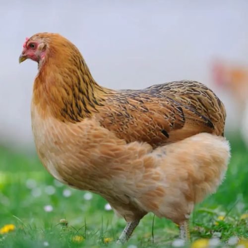 Araucana