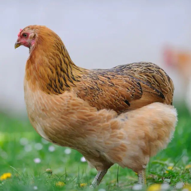 nintchdbpict000377318883 Araucana - Imagen 1