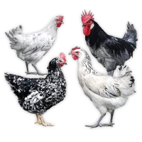 Gallinas de raza Megamenú
