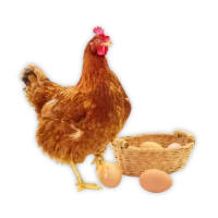 Gallinas ponedoras Megamenú