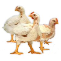 Pollos camperos Megamenú